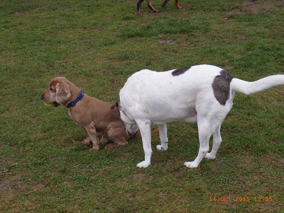 Wie riecht denn der.JPG (945 x 709)